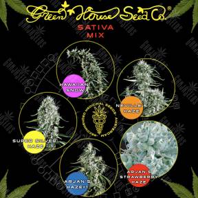Sativa Mix feminised Green House Seeds