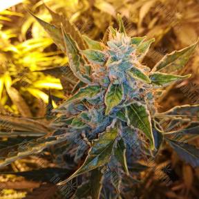 Auto Royal Critical feminised Royal Queen