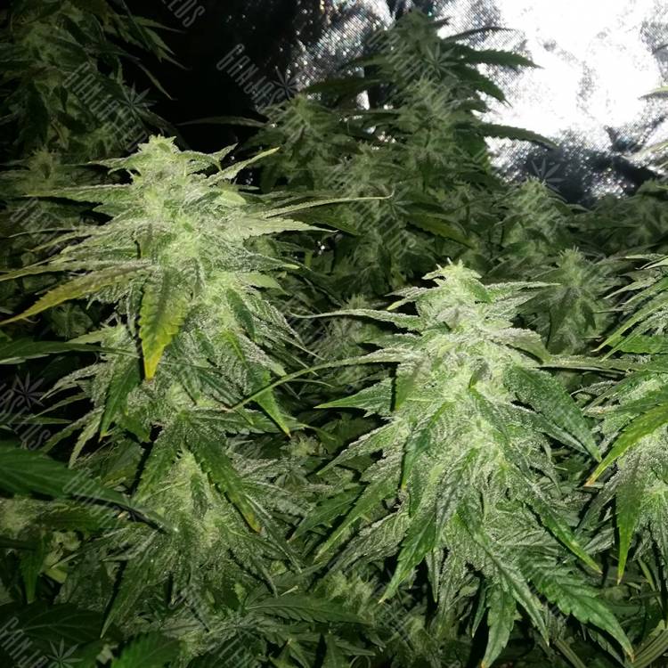 семена конопли недорого White Widow x Great White Shark feminised