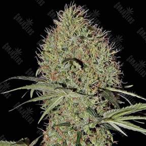 Auto Super Bud feminised Green House Seeds