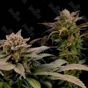 White Widow x Bubble Gum feminised Ganja Seeds