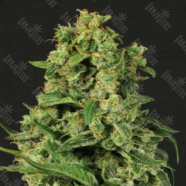 семена конопли интернет магазин Auto Sir Jack feminised Exotic Seed