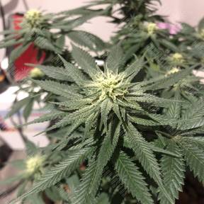 White Rhino regular Nirvana Seeds