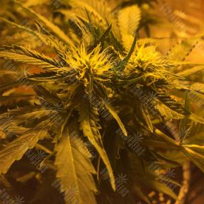 Auto Royal Haze feminised Royal Queen