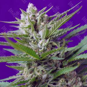 Auto Speed Devil feminised Sweet Seeds