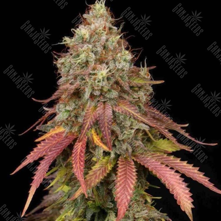 купить семена конопли в москве White Widow x Early Skunk feminised