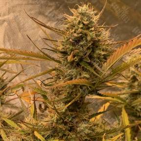 Auto Super OG Kush feminised Pyramid Seeds