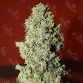 Auto Speed Devil #2 feminised Sweet Seeds