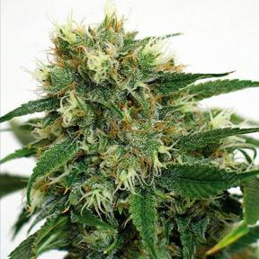 Phatt Fruity feminised Barneys Farm