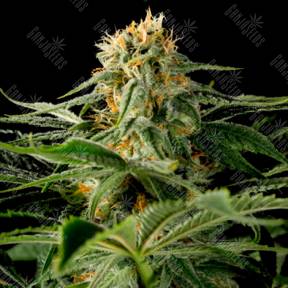 California Hash Plant feminised GanjaLiveSeeds