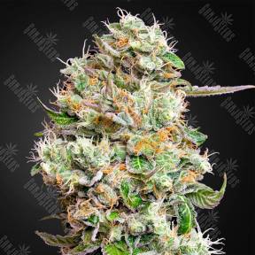 Auto King`s Kush CBD feminised Green House Seeds