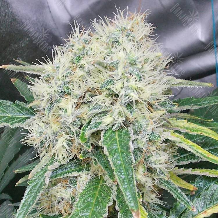 семена конопли Спб Talas feminised Bang Seeds