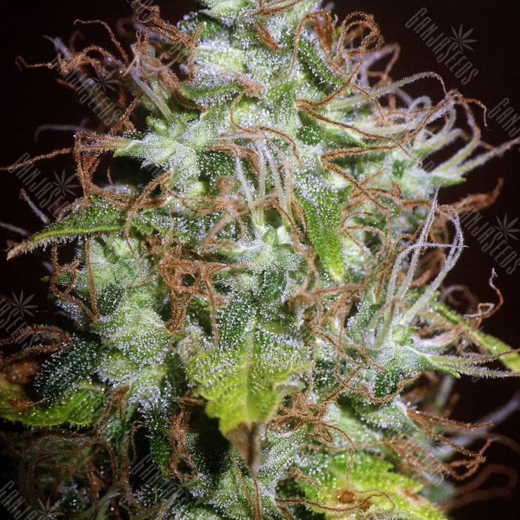 регулярные семена конопли купить Auto Kush regular