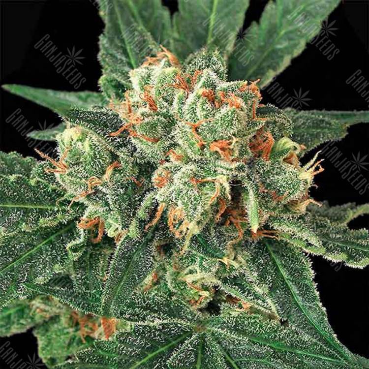семена конопли Россия Blue Monkey feminised Exotic Seed