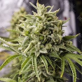 Auto Bubba Kush feminised Humboldt Seeds