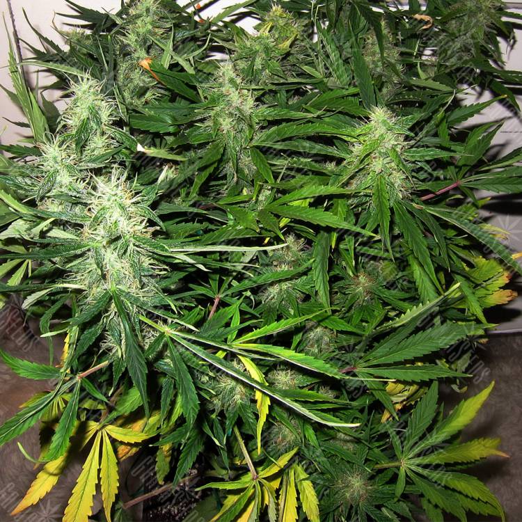 семена конопли Москва Auto Sweet Skunk feminised Royal Queen