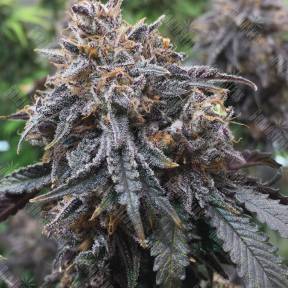 Auto Afghan Kush feminised Ganja Seeds