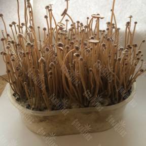 Tampanensis