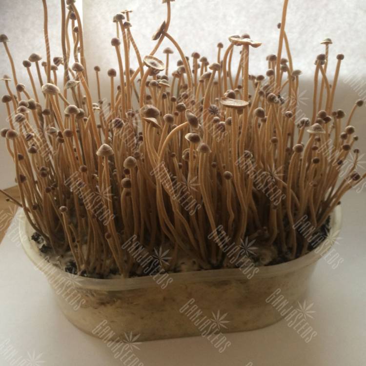 споры грибов Tampanensis