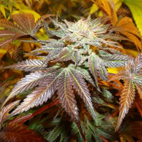 Canadian Kush feminised Medical Seeds