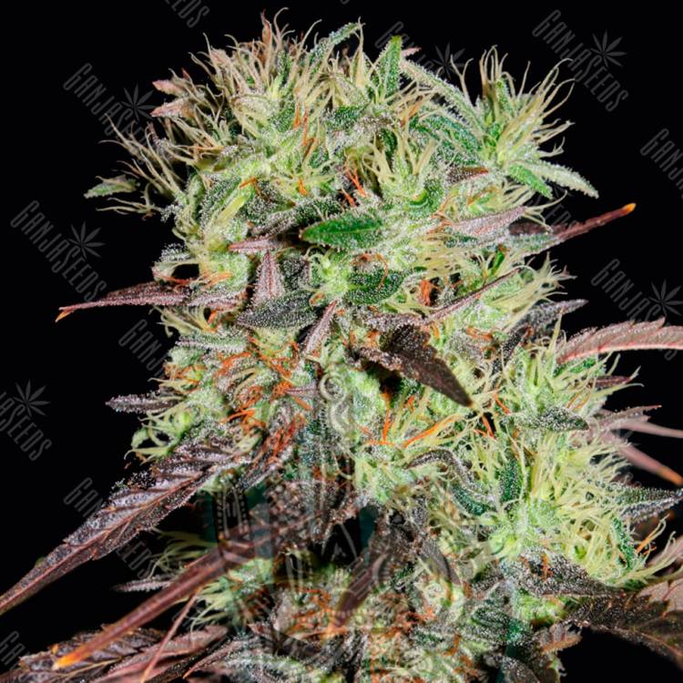 Семена конопли автоцветущих сортов Auto Afghani №1 feminised Ganja Seeds