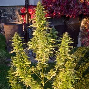 Auto Orange Bud feminised Dutch Passion Seeds