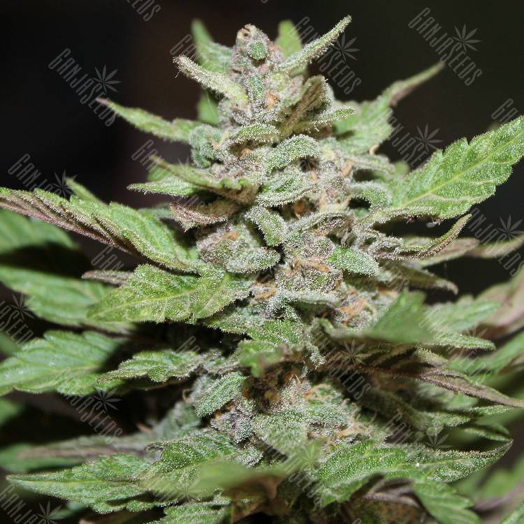 заказ семян конопли Auto Lemon Skunk regular