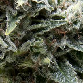 Auto New York City CBD feminised Pyramid Seeds