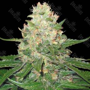 Rocklock feminised DNA Genetics