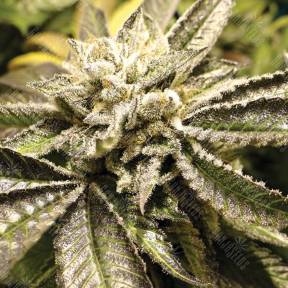 Canadian Kush 2.0 feminised Medical Seeds
