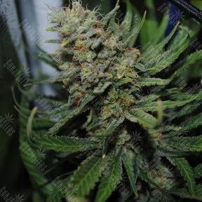 Auto Super Critical feminised Ganja Seeds
