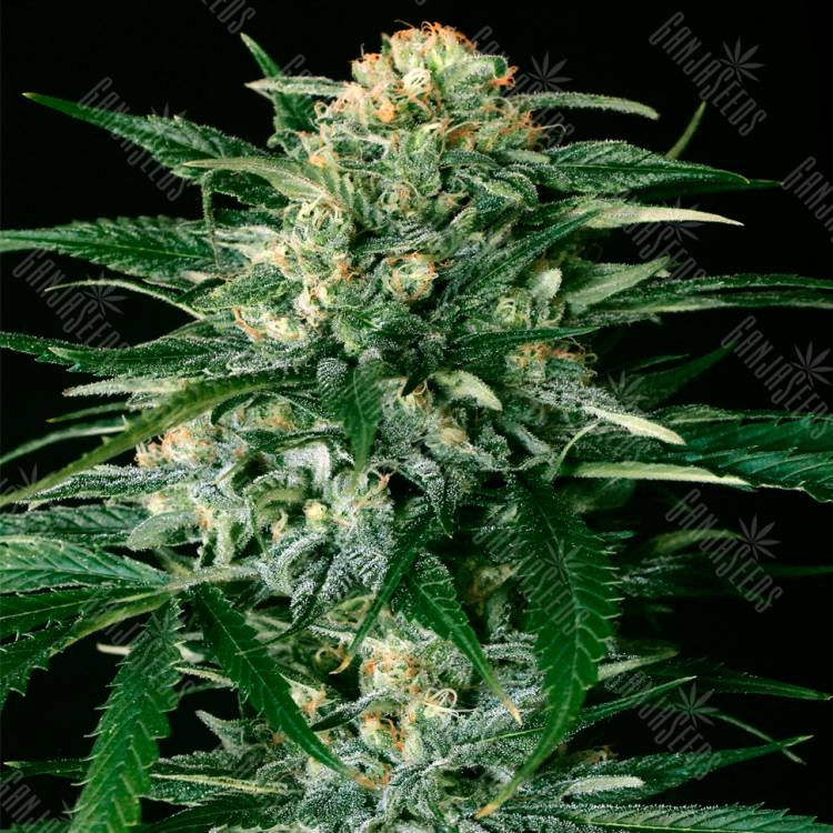 семена конопли почтой Gypsy Widow feminised Exotic Seed