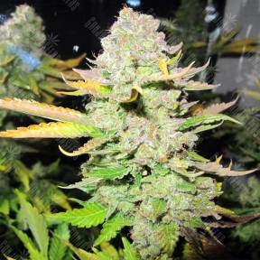 Devil Fruit feminised Medical Seeds