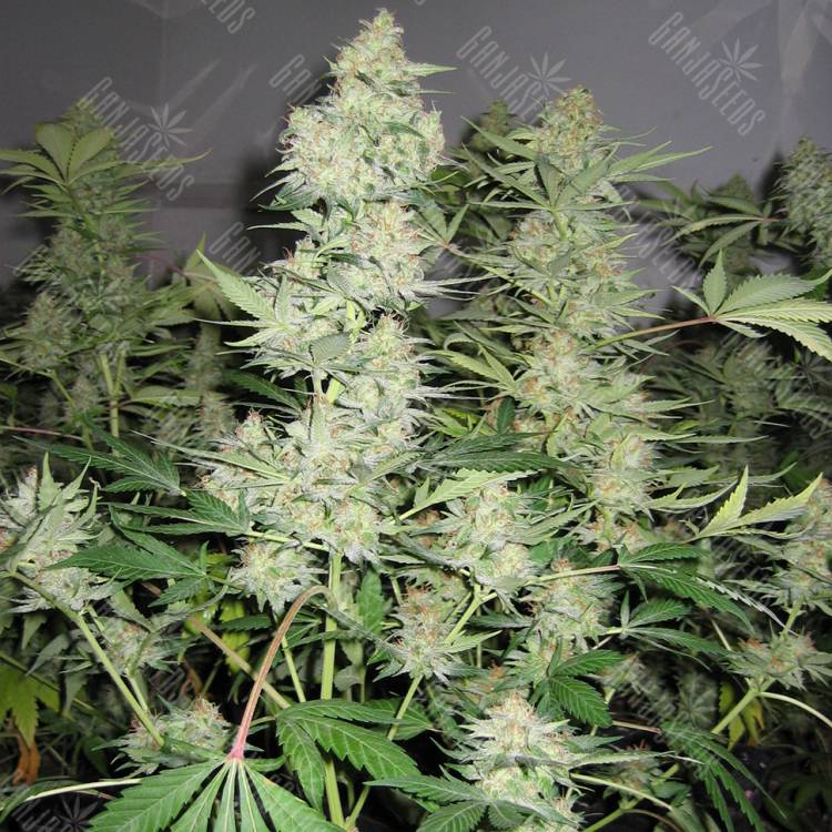 качественные семена конопли Skunk x Great White Shark feminised