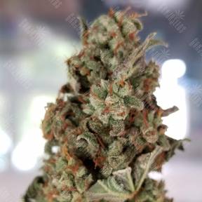 Auto American Pie feminised Pyramid Seeds