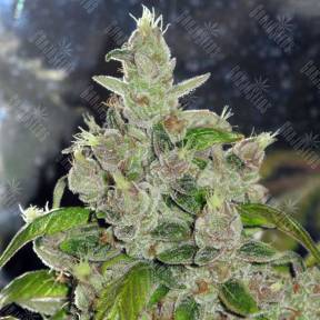 Mendocino Purple Kush feminised Medical Seeds