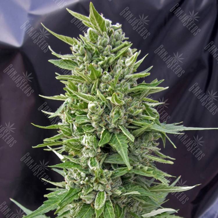 семена сортовой конопли Northern Lights regular