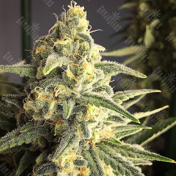 купить семена конопли элитных сортов  Cream 47 regular