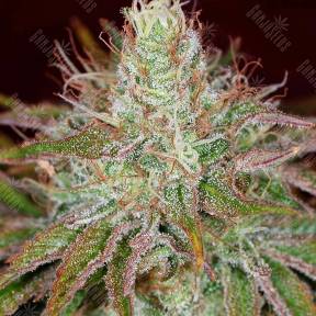 Pure Kush feminised Green House Seeds