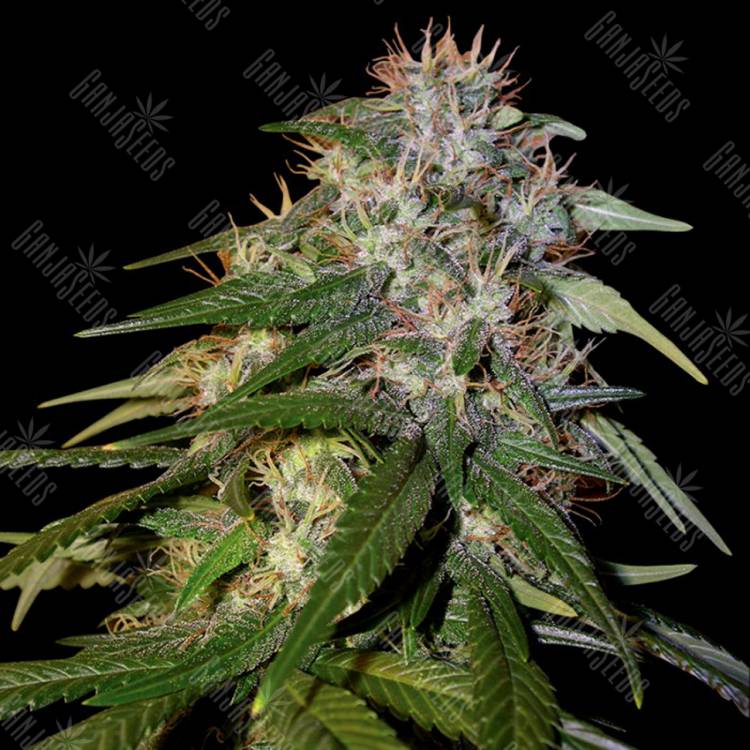 семена индийской конопли Sour Cream feminised DNA Genetics