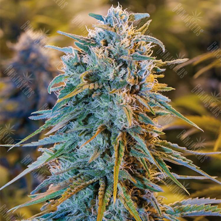семена конопли Россия Blue Dream feminised Humboldt Seeds
