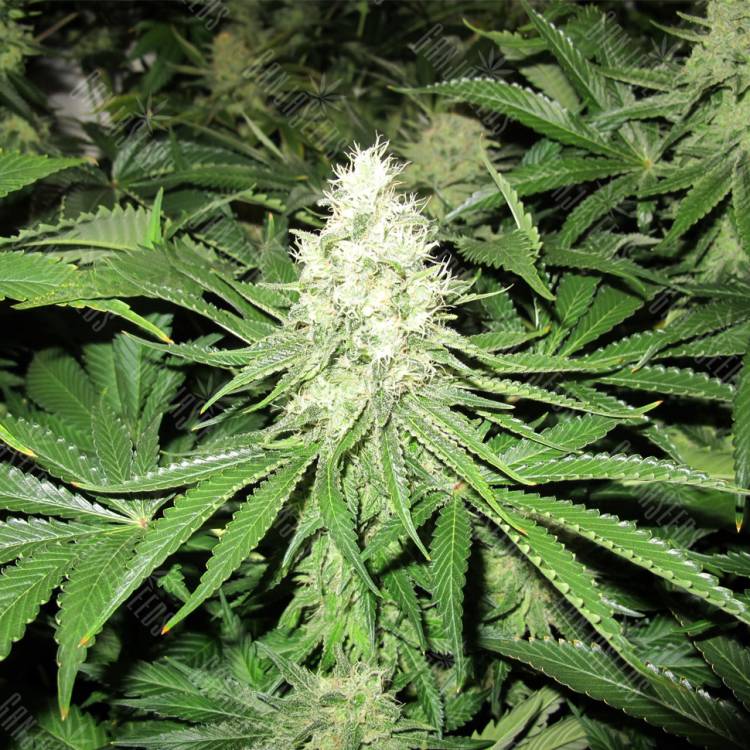 семена конопли медицинской No Name feminised Medical Seeds