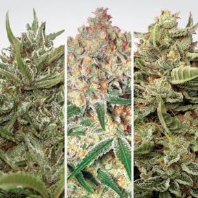 Auto Collection Pack #1 feminised Paradise Seeds