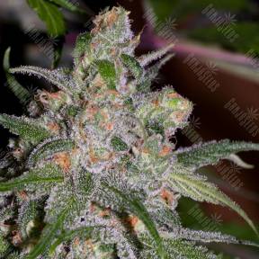 Sweet Tooth feminised Barneys Farm