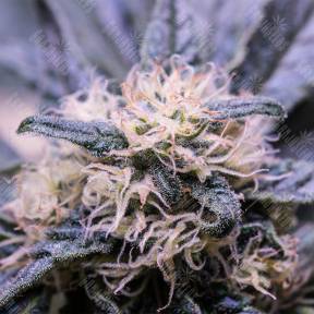 Critical Kush feminised Royal Queen