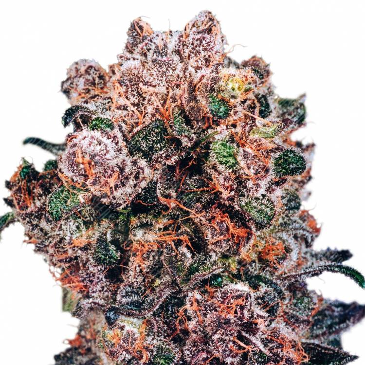 семена конопли индика Blueberry regular Ganja Seeds