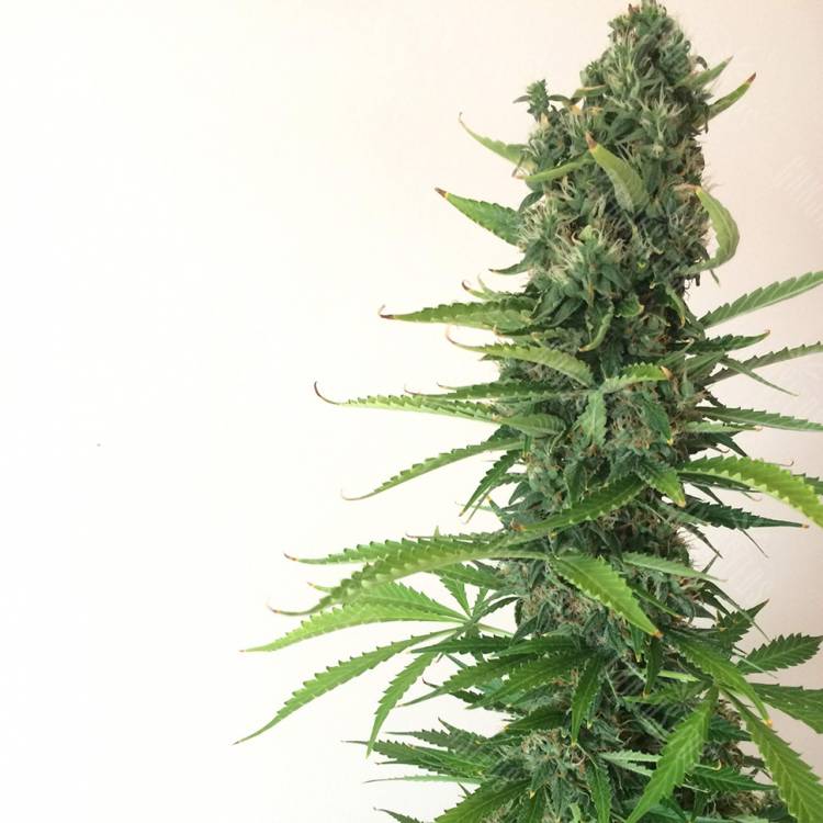 семена конопли автоцвет Auto White Goblin feminised