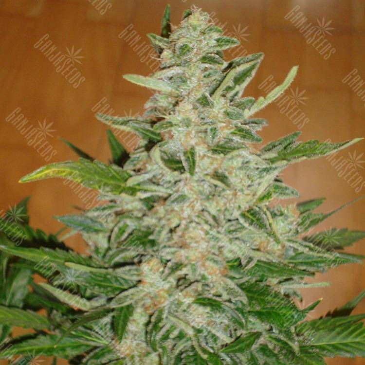семена культурной конопли купить Auto Moby Dick regular