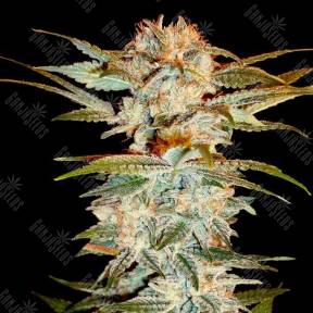 Stacked Kush feminised DNA Genetics