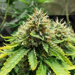 Acid feminised Paradise Seeds